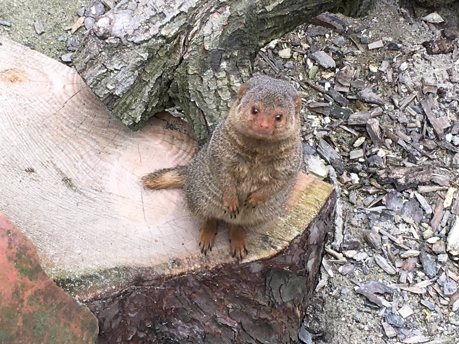 Dwarf Mongoose 010516