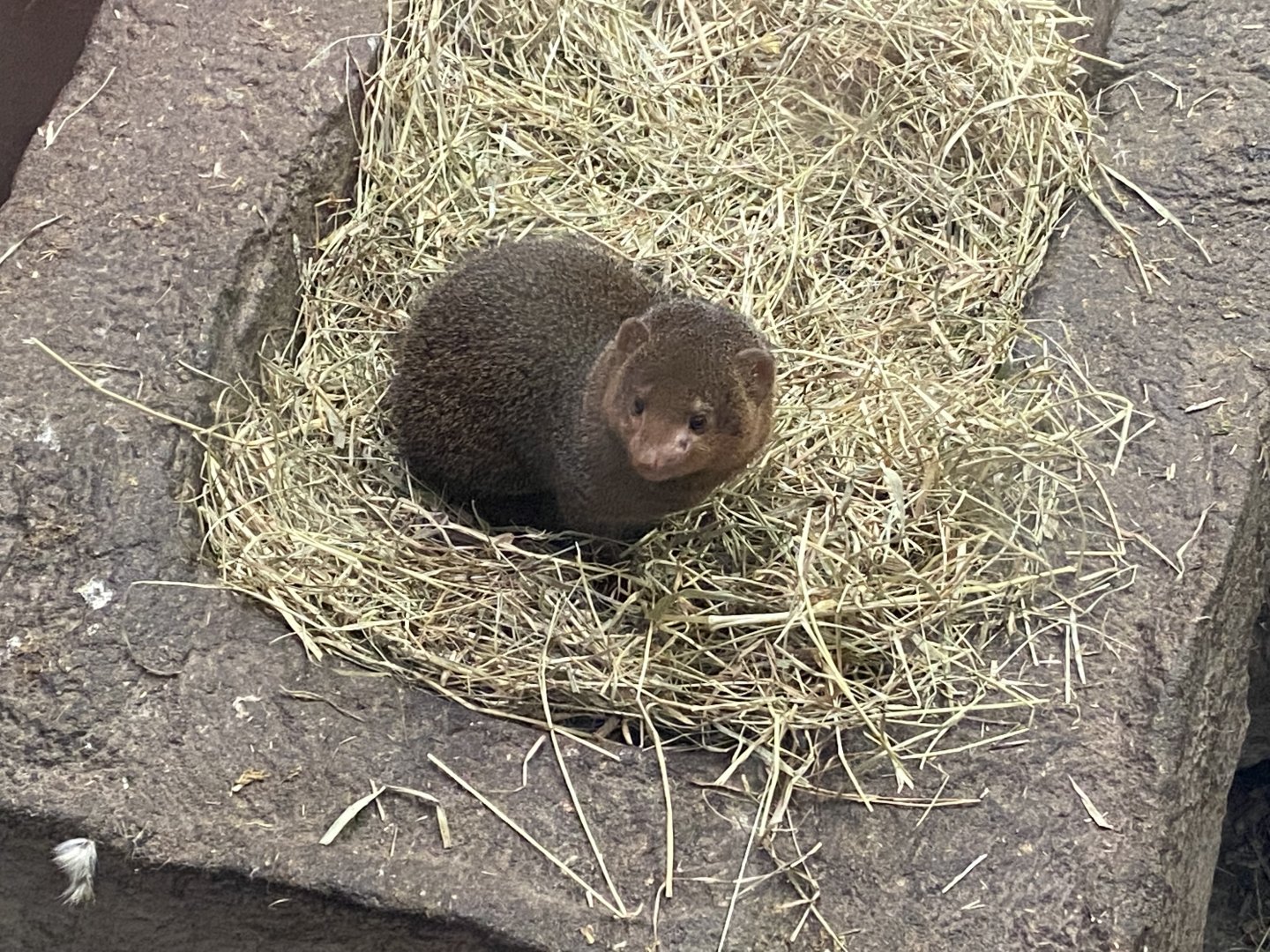 Dwarf mongoose 020822