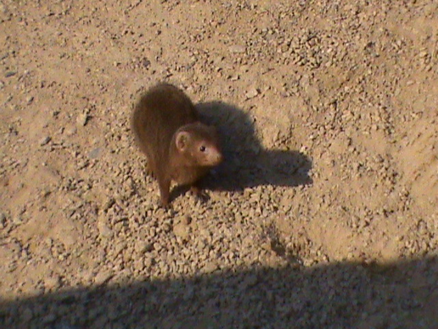 dwarf mongoose 03/10