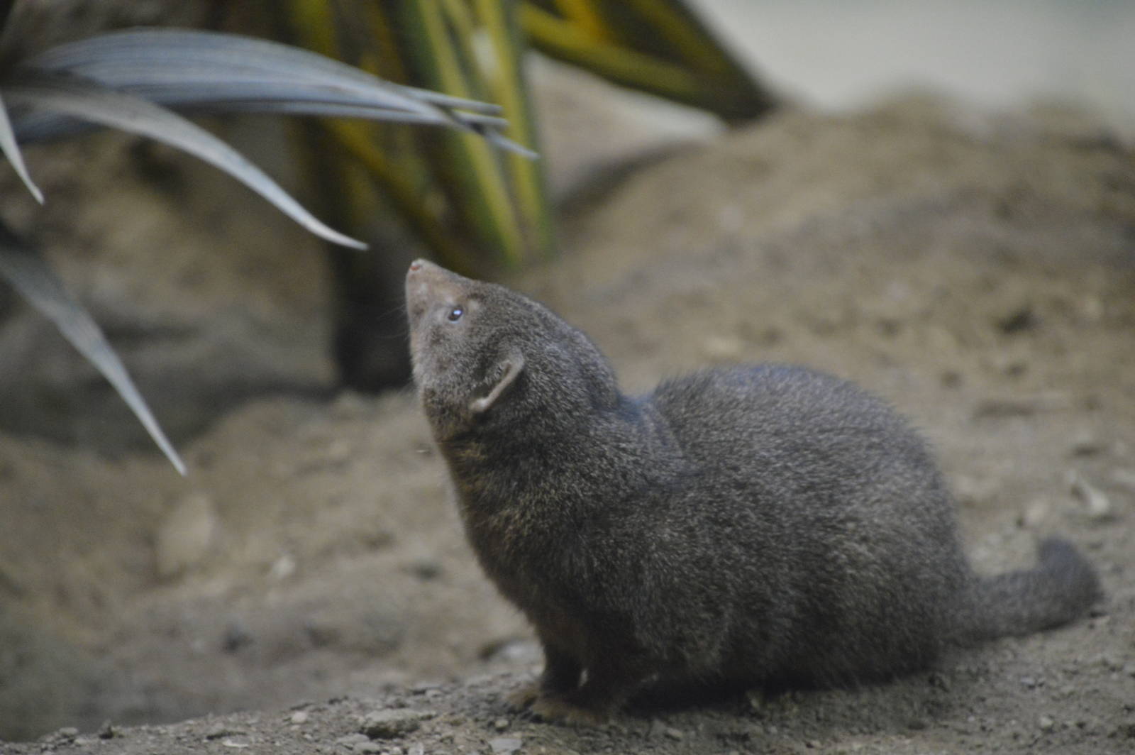 Dwarf Mongoose 031215