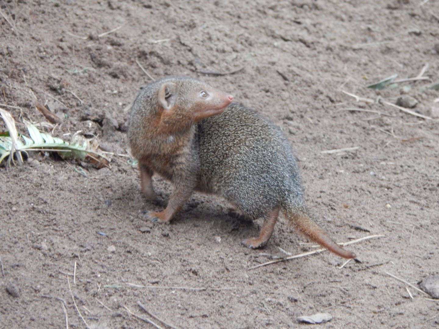 Dwarf mongoose 050224