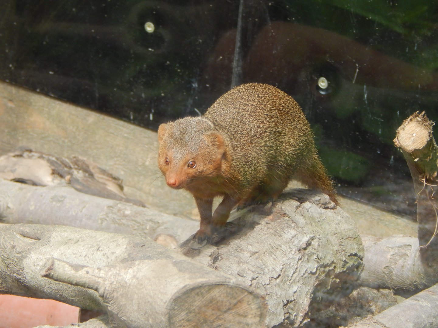 Dwarf mongoose 060625
