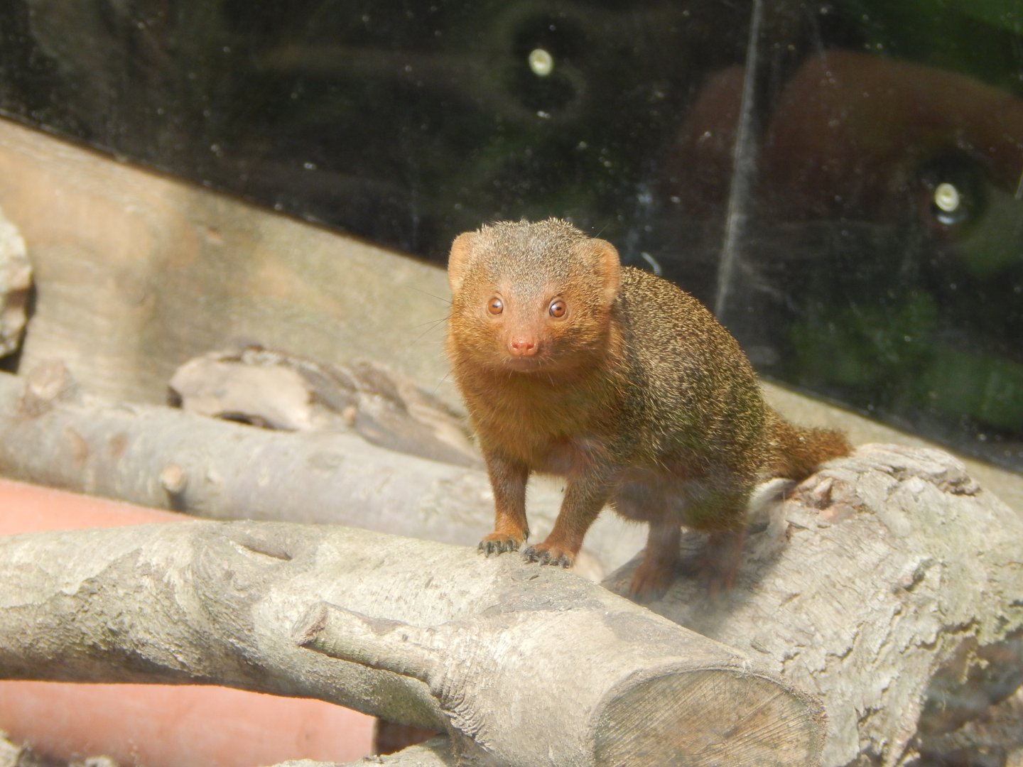 Dwarf mongoose 060625