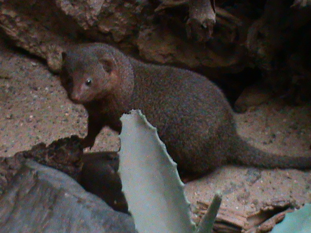 Dwarf mongoose 061110