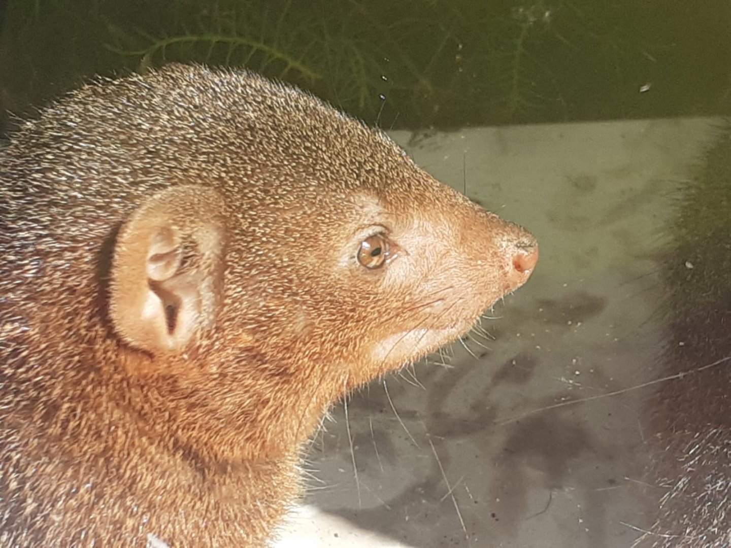 Dwarf mongoose 070820