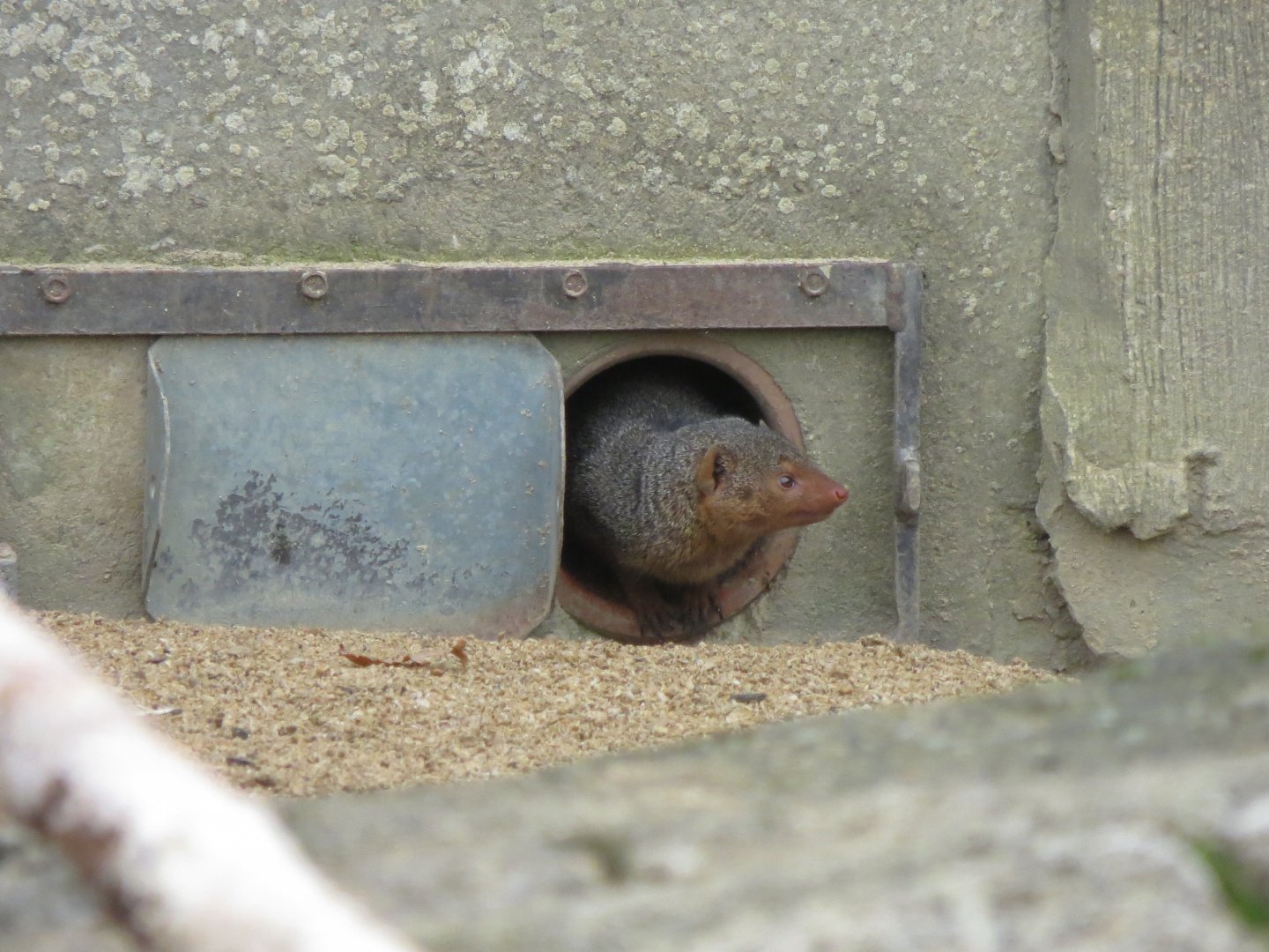 Dwarf mongoose 071019