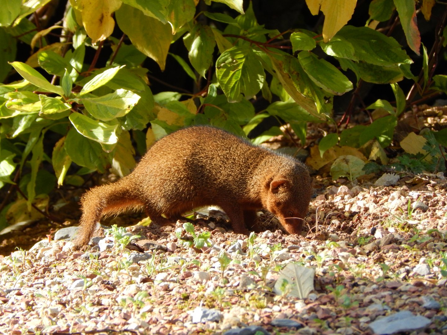 Dwarf mongoose 081020