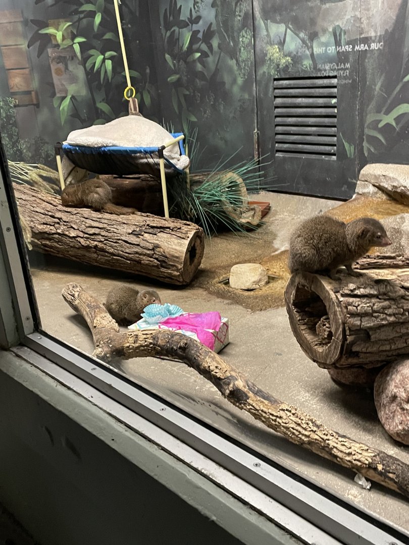 Dwarf Mongoose (10/7/23)