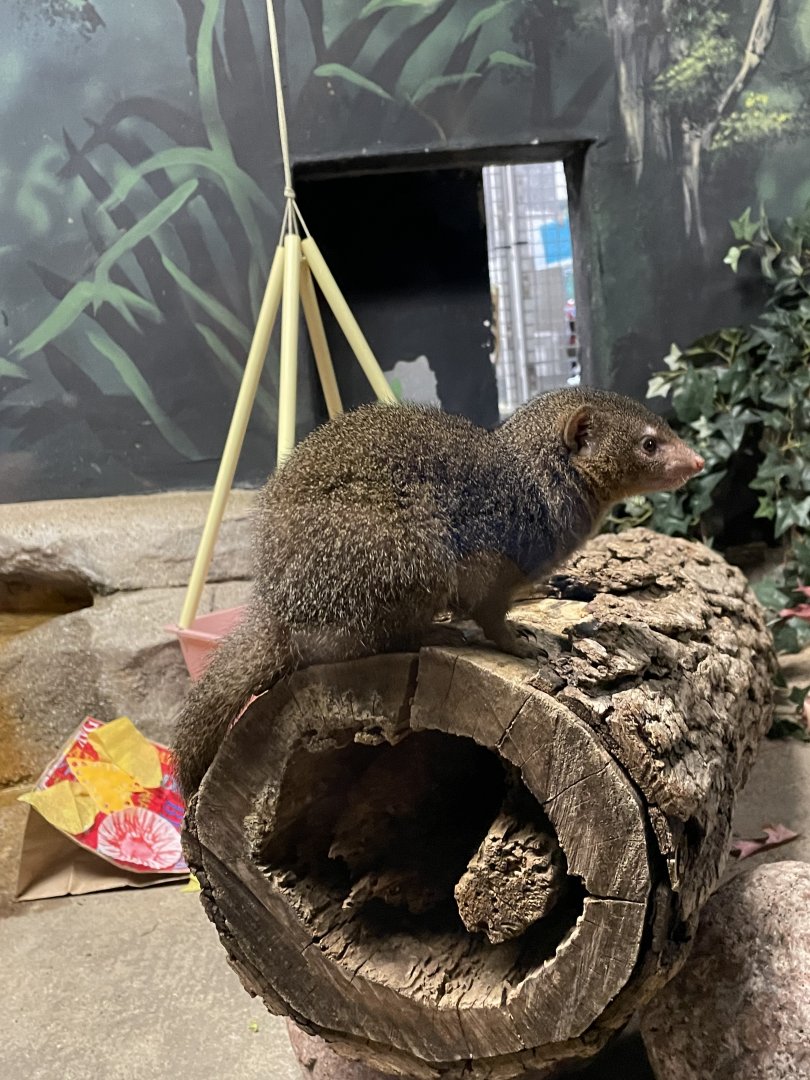 Dwarf Mongoose (10/7/23)