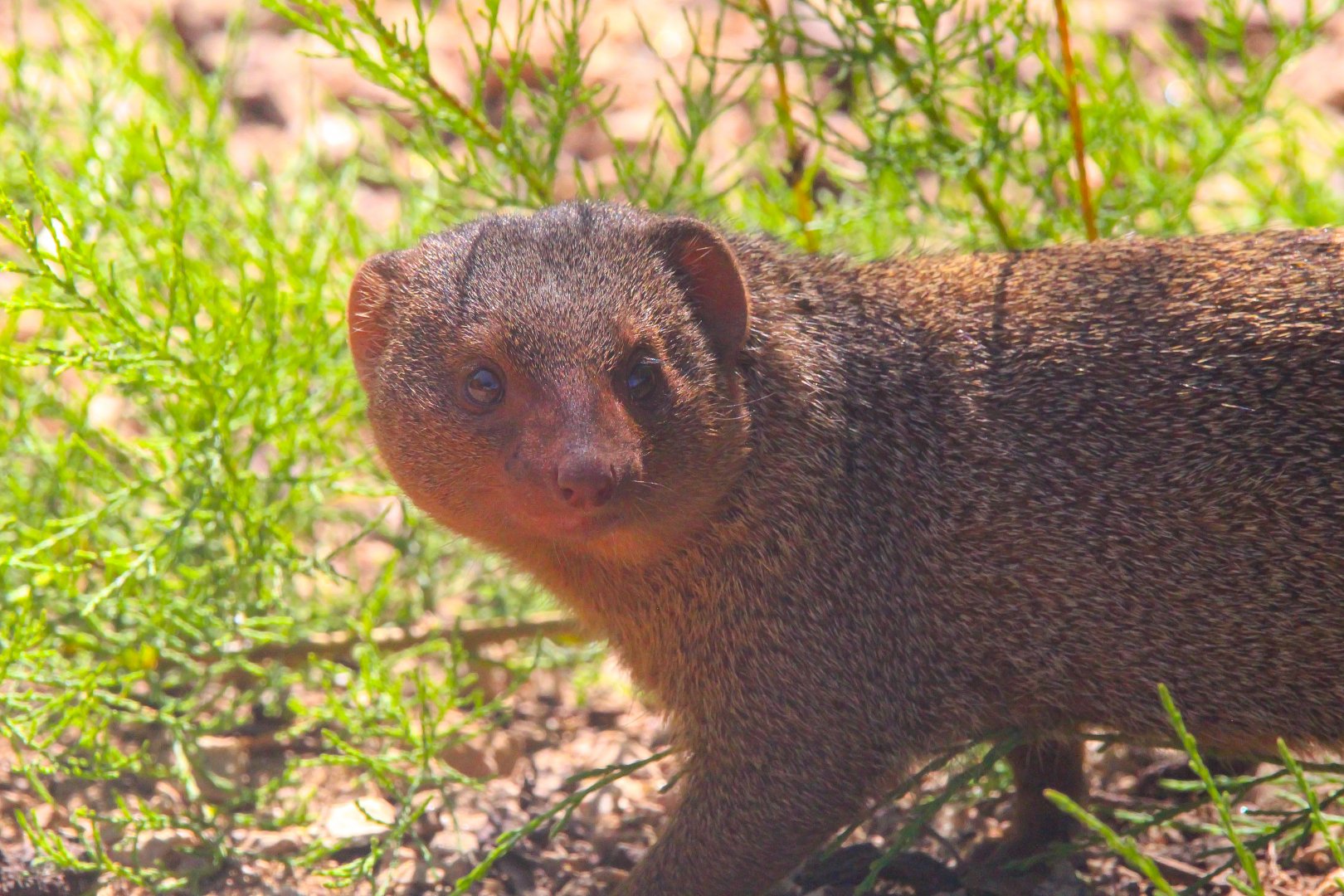 Dwarf Mongoose- 11th July 2025