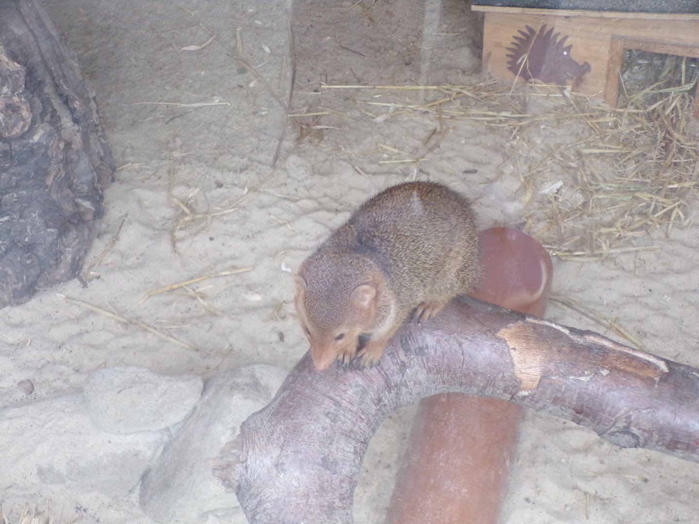 Dwarf  mongoose 12.4.24