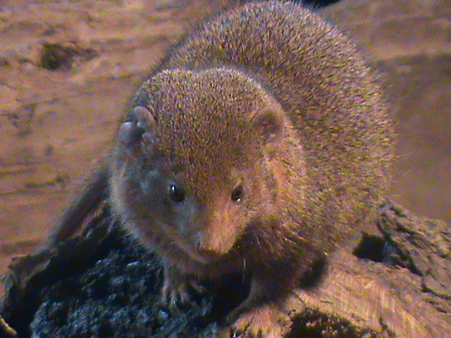 dwarf mongoose 140911
