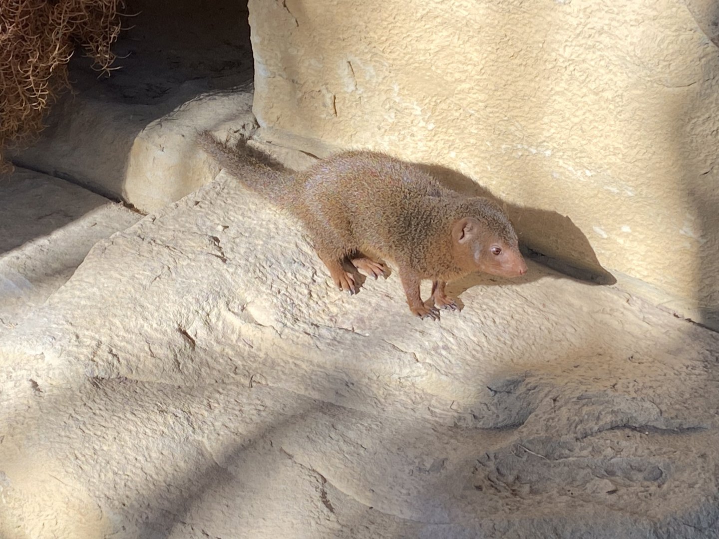 Dwarf mongoose 141023