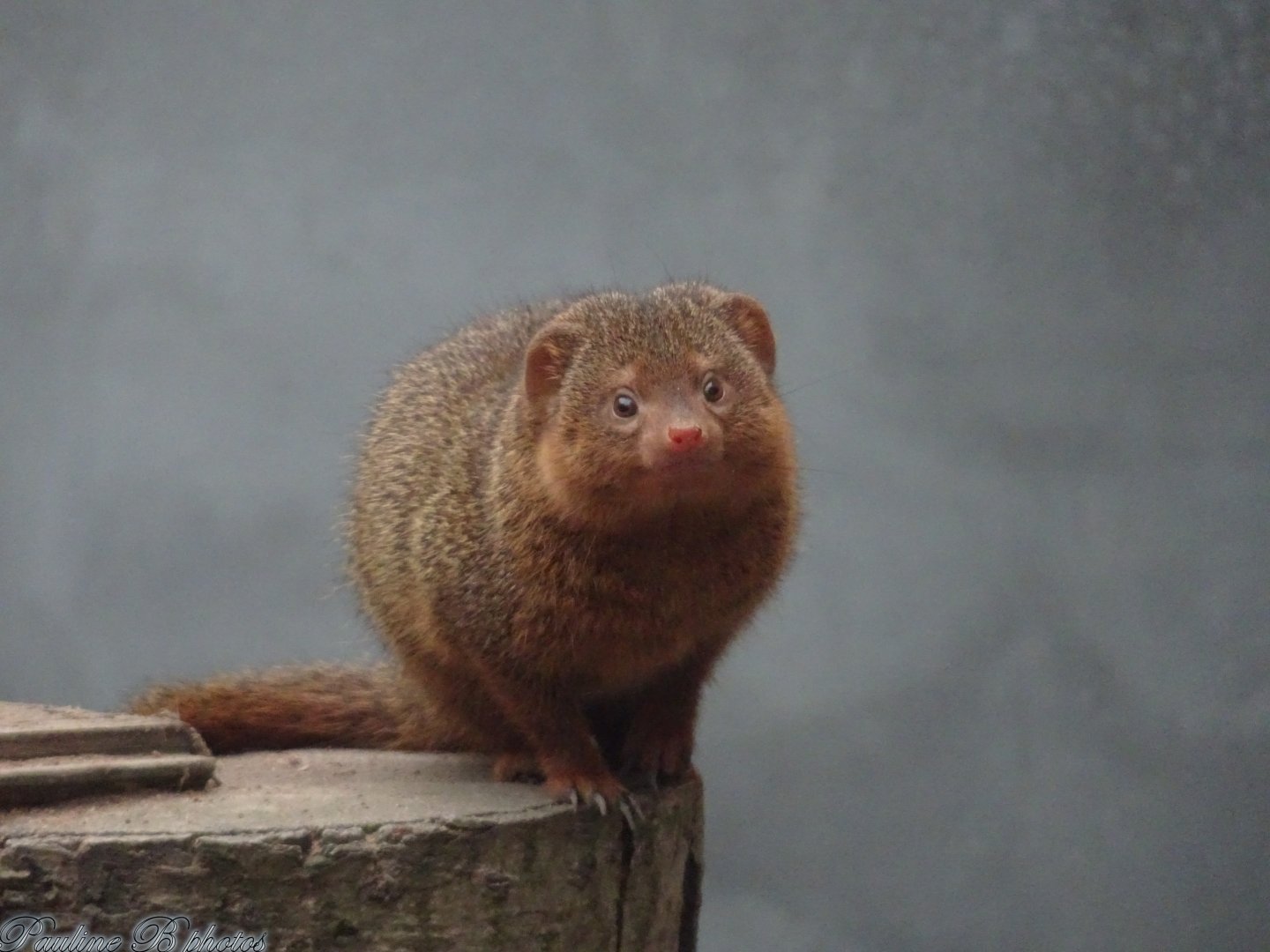 Dwarf Mongoose 18 October 2025