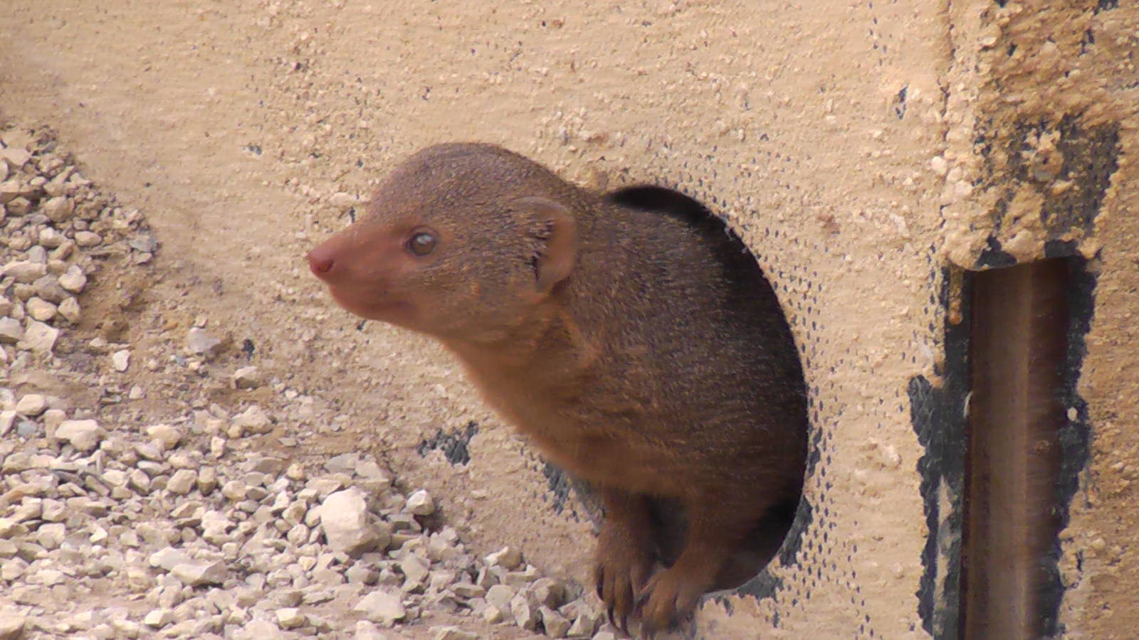 Dwarf Mongoose 19.6.10