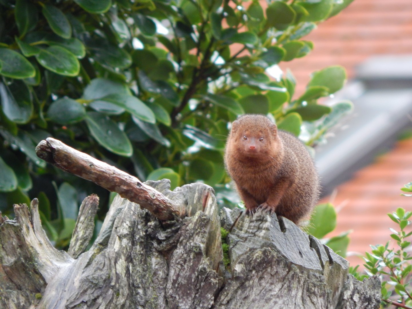 Dwarf mongoose 191021