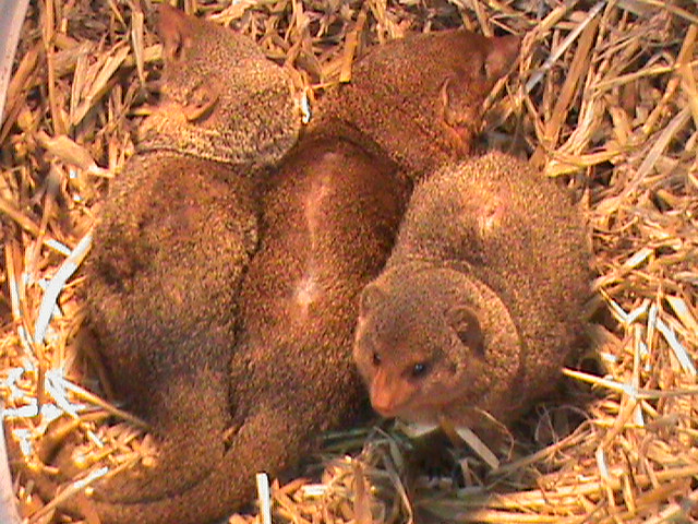 dwarf mongoose 200211