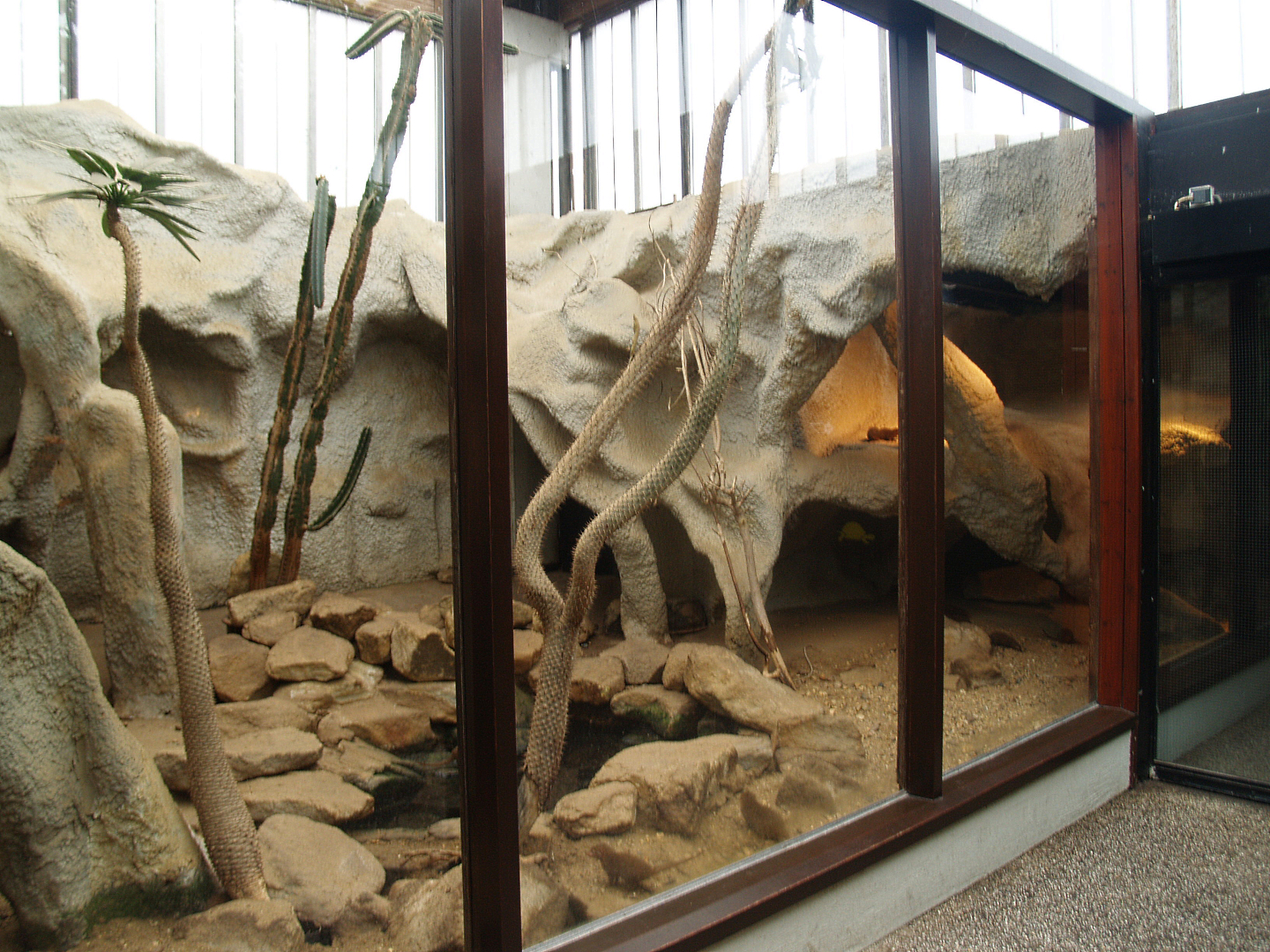 Dwarf mongoose, 2008-03-01