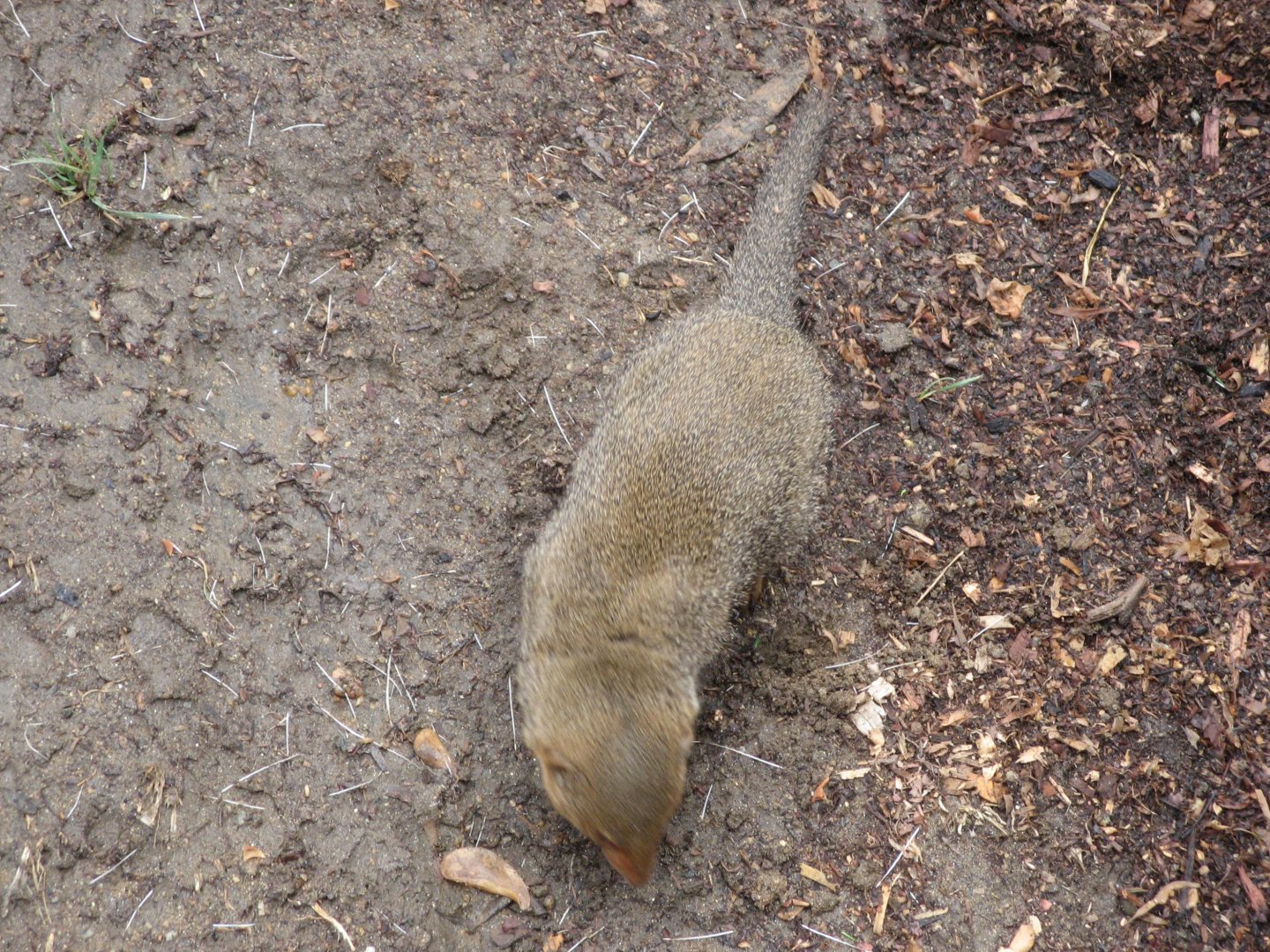 Dwarf Mongoose (2008)