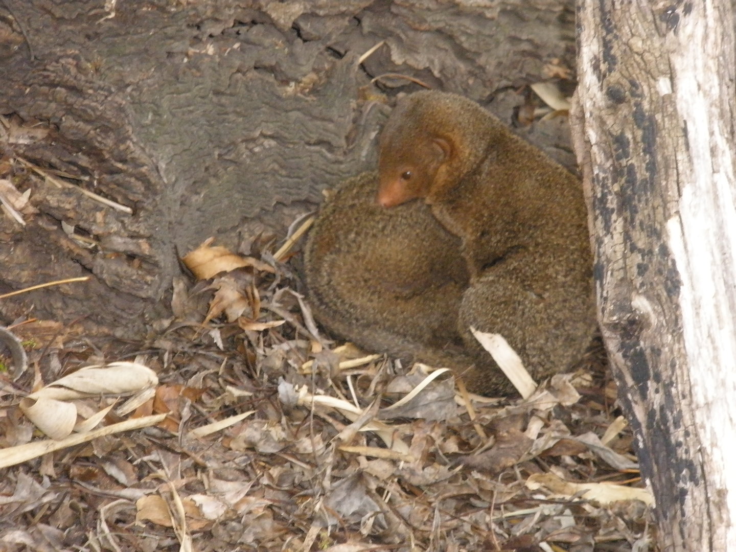 Dwarf Mongoose (2010)