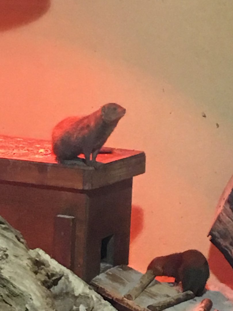 Dwarf mongoose (2019)