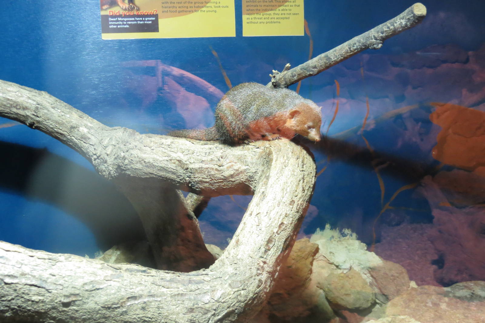 dwarf mongoose 210913