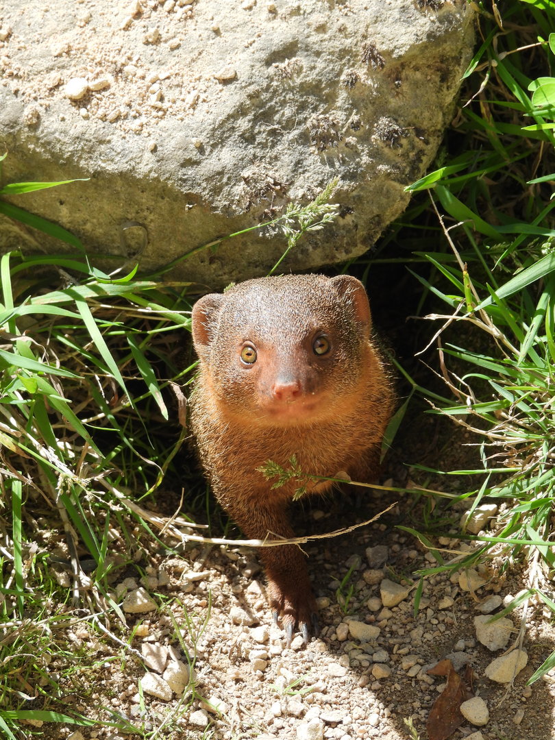 Dwarf Mongoose- 21st August 2023