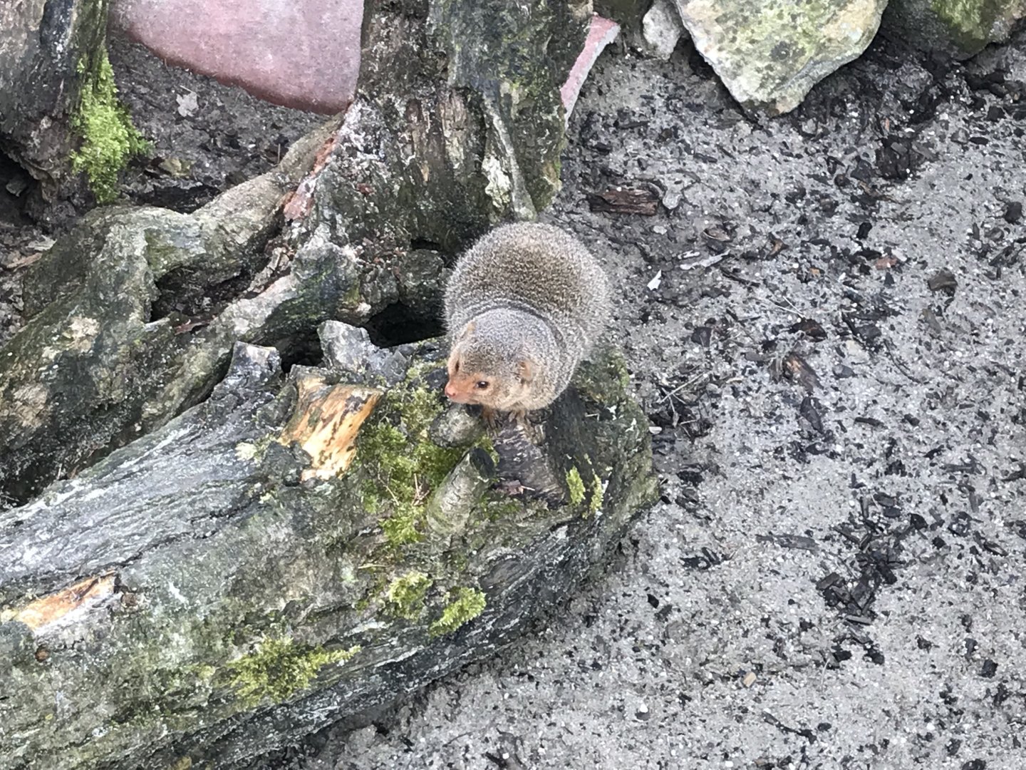 Dwarf mongoose 280418