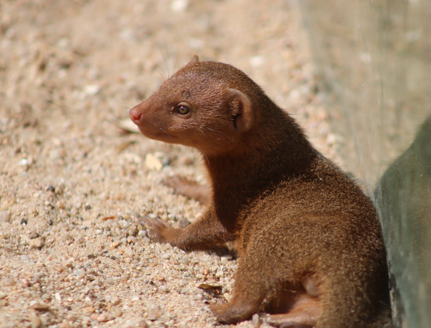 Dwarf Mongoose - 7 July 2024