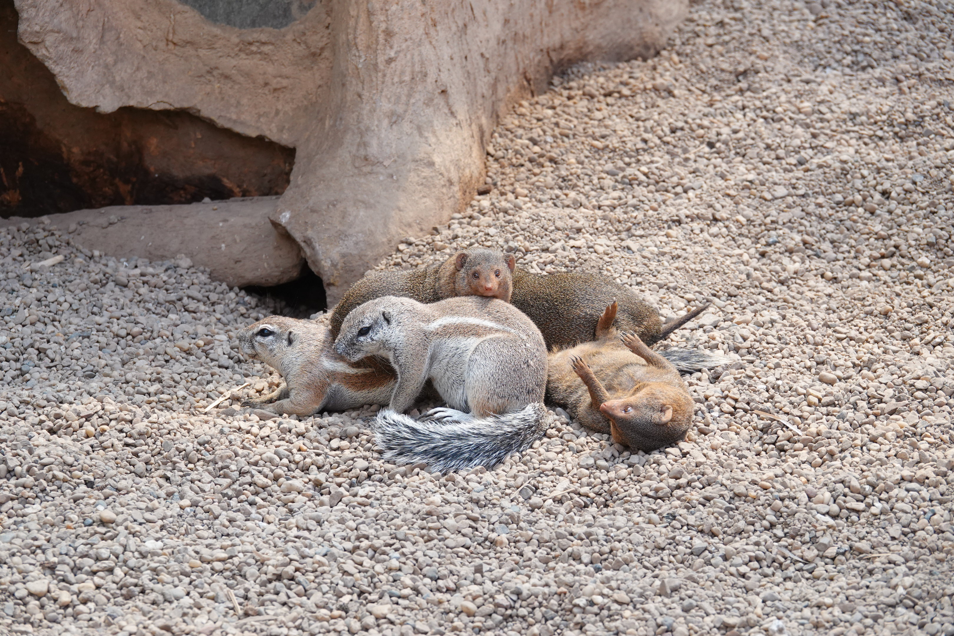 Dwarf mongoose and Cape ground squirrel cuddling