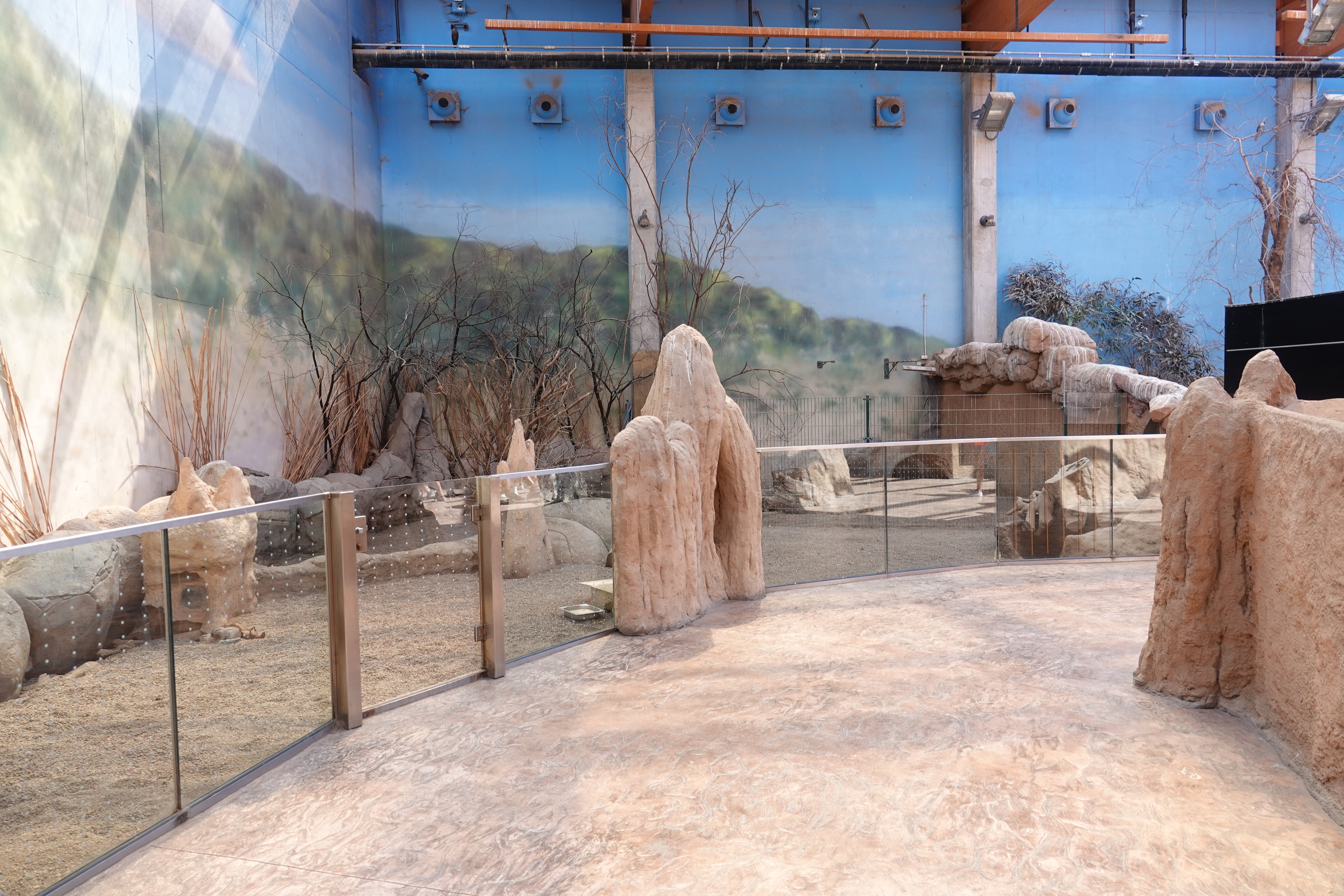 Dwarf mongoose and Cape ground squirrel exhibit