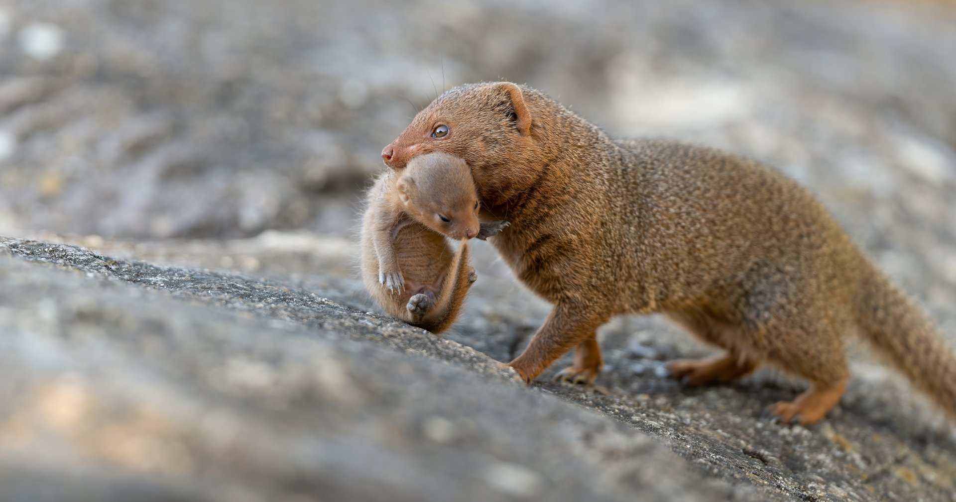 Dwarf Mongoose and pup, CWP, UK
