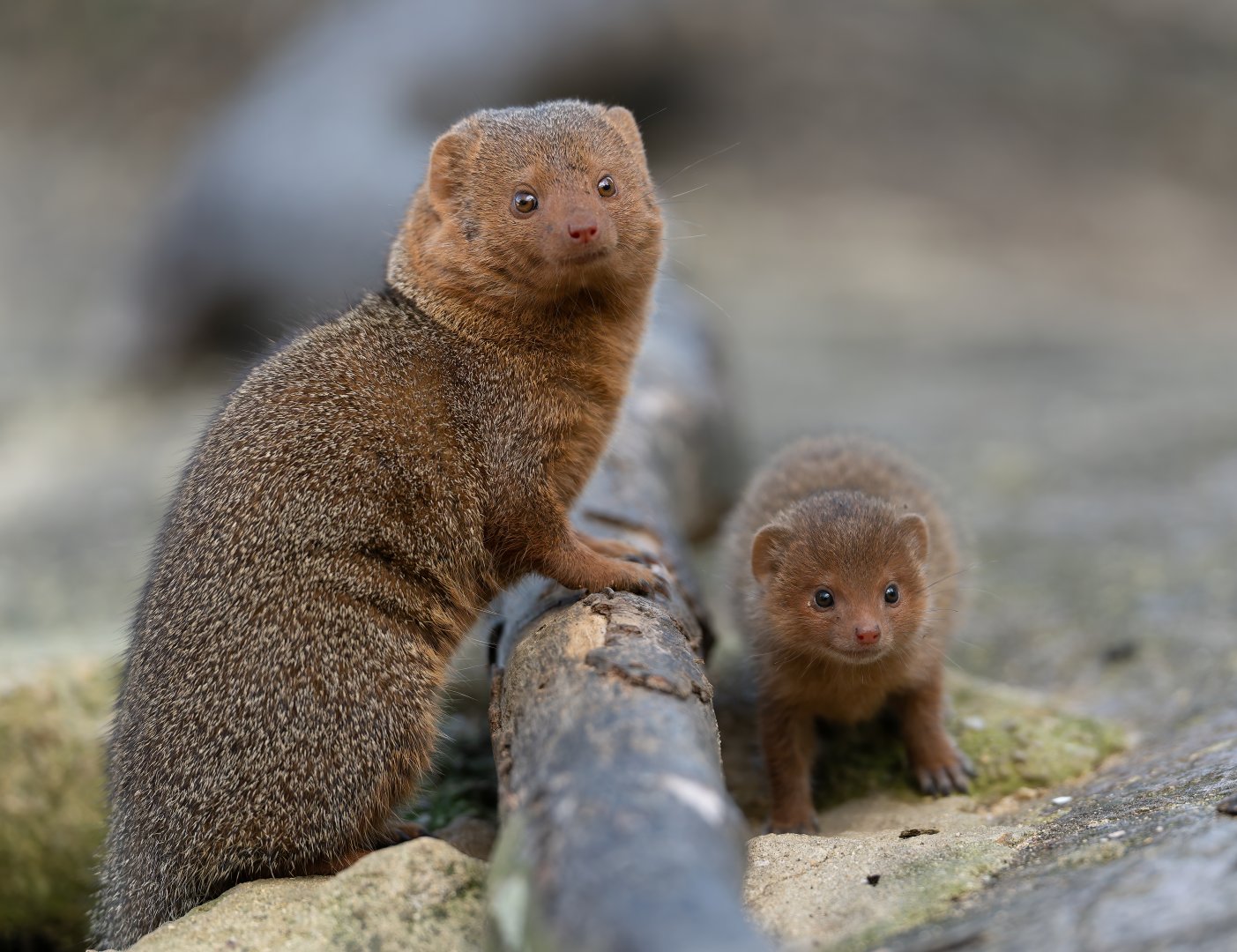 Dwarf mongoose and pup, CWP, UK