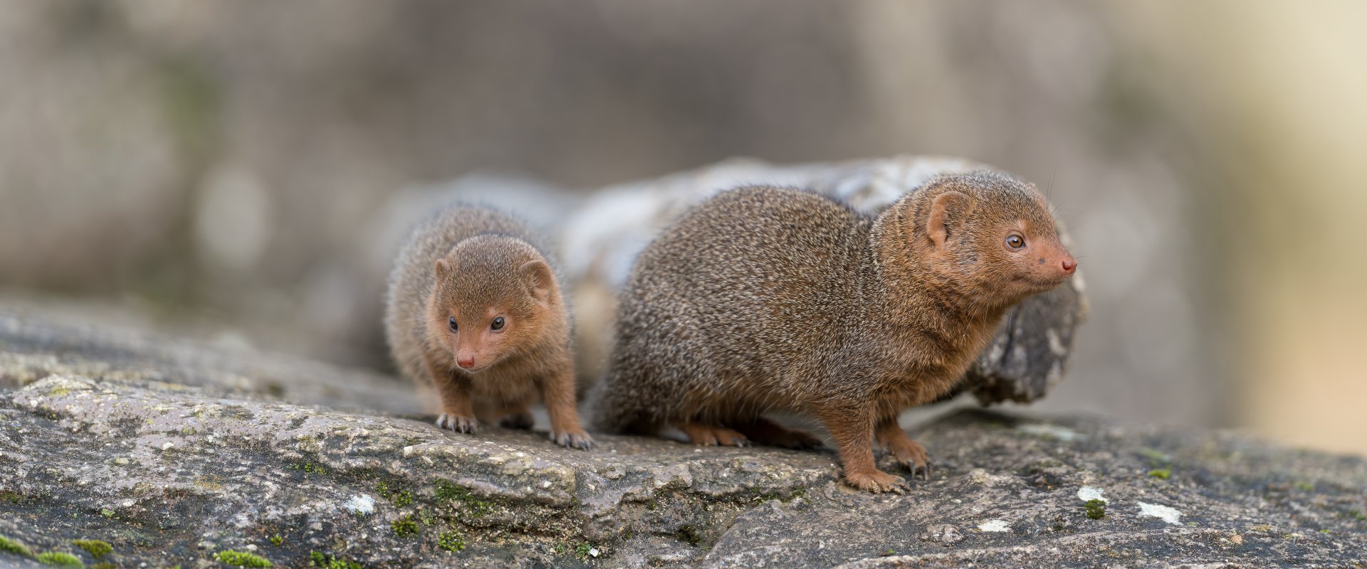 Dwarf mongoose and pup, CWP, UK
