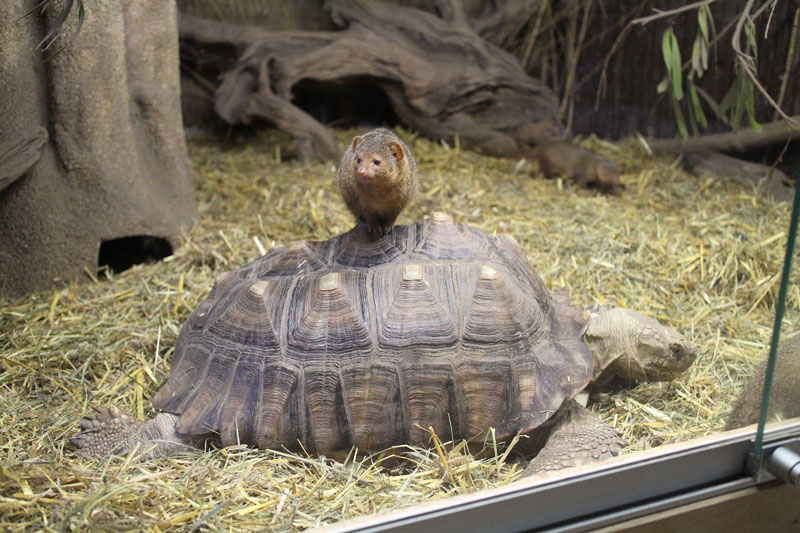 Dwarf Mongoose and Sulcatta Tortoise