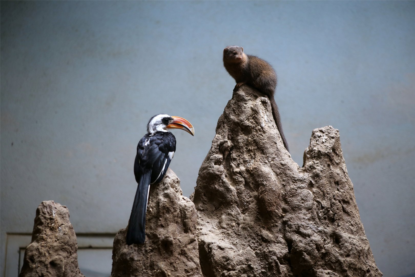 Dwarf Mongoose and Von der Decken's Hornbill