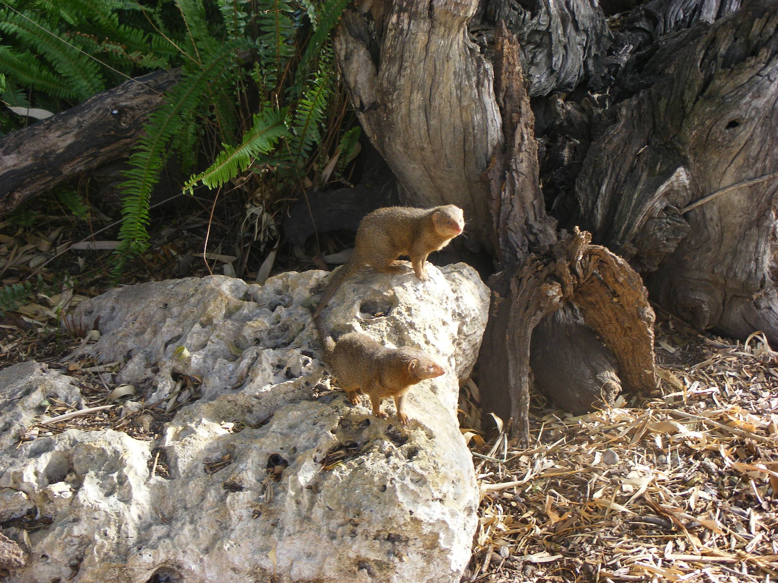 Dwarf Mongoose - April, 2010