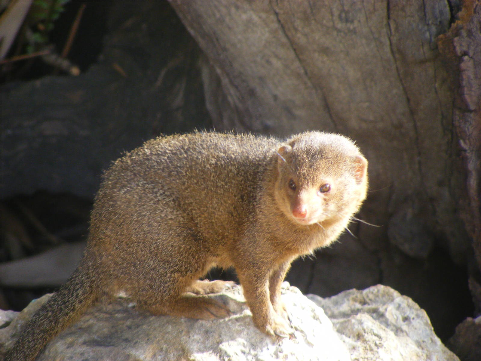 Dwarf Mongoose - April, 2010