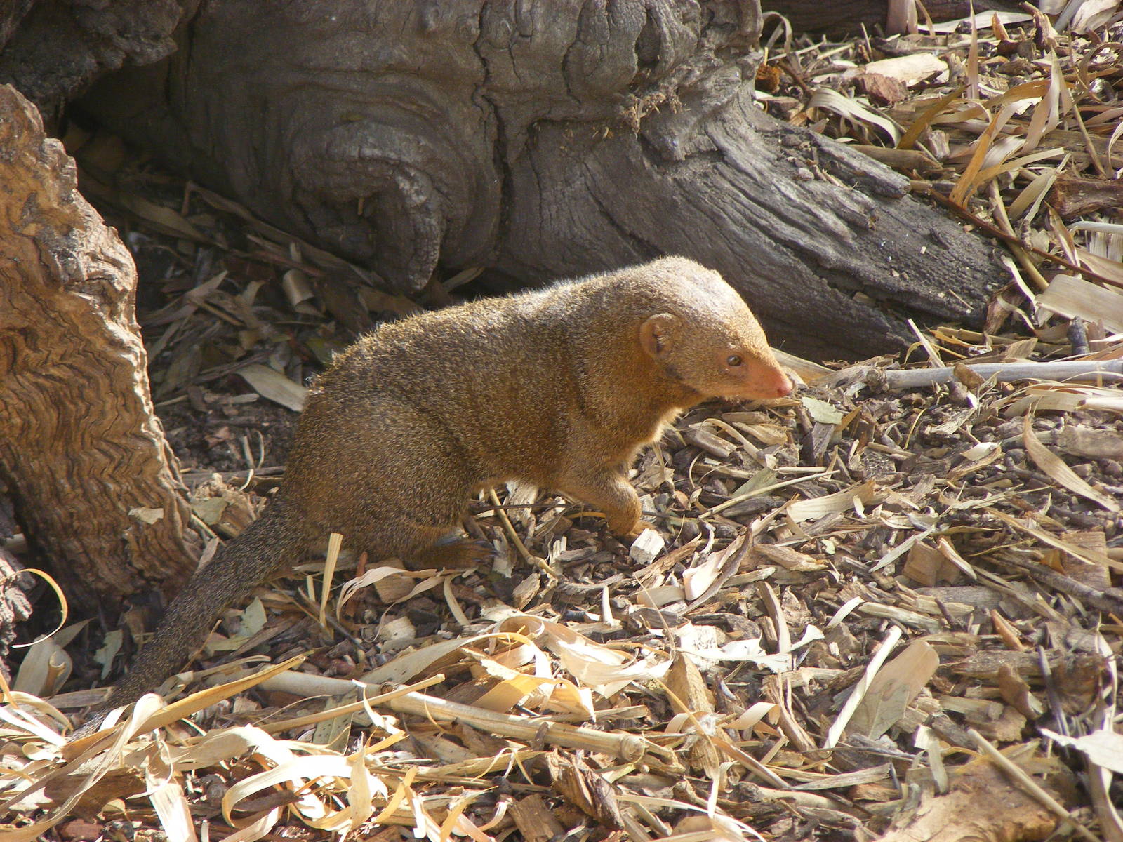 Dwarf Mongoose - April, 2010