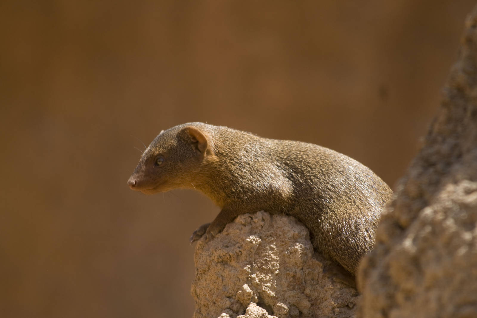 Dwarf Mongoose at Bioparc Valencia, Spain