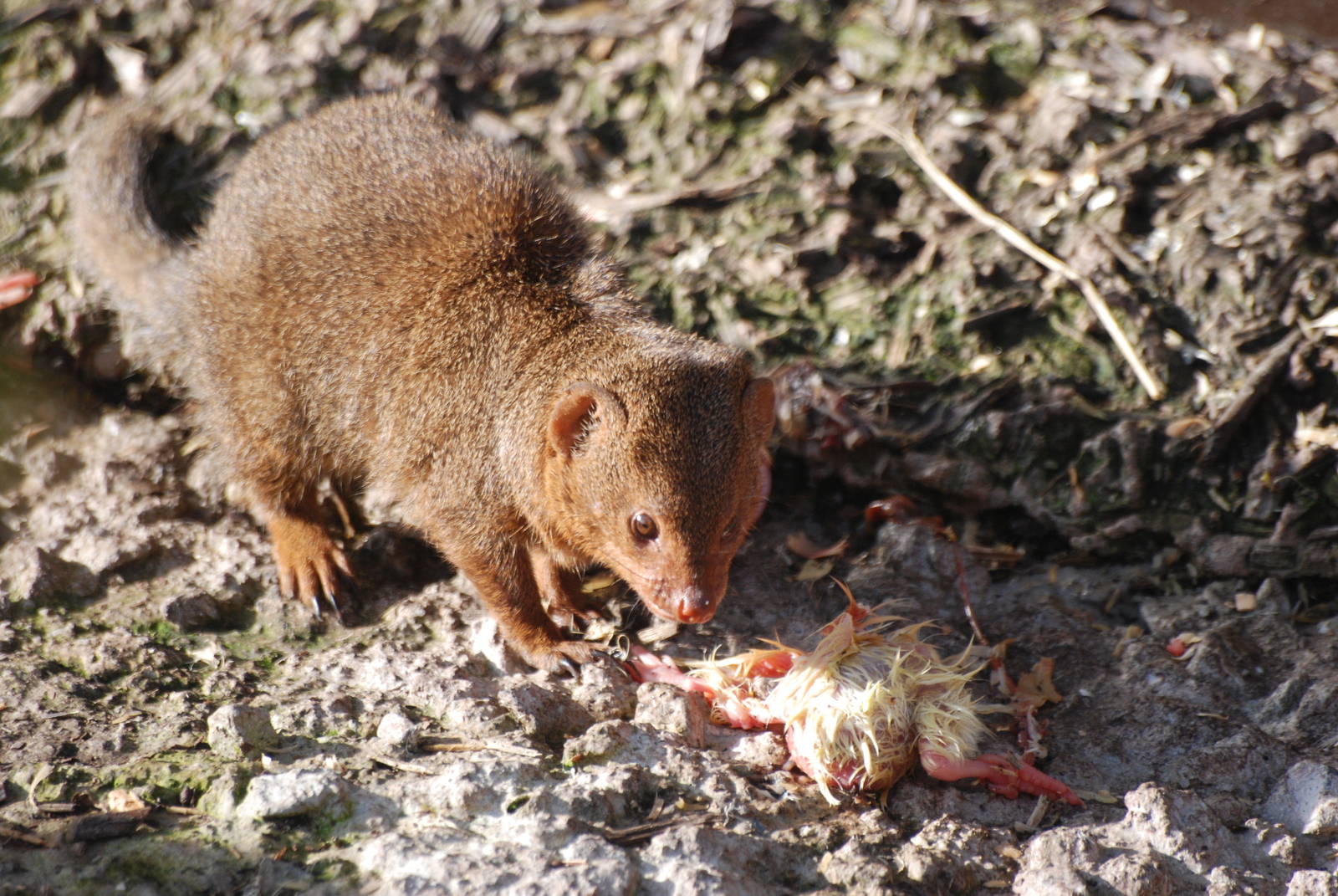 Dwarf Mongoose at Blackbrook, 28/10/11