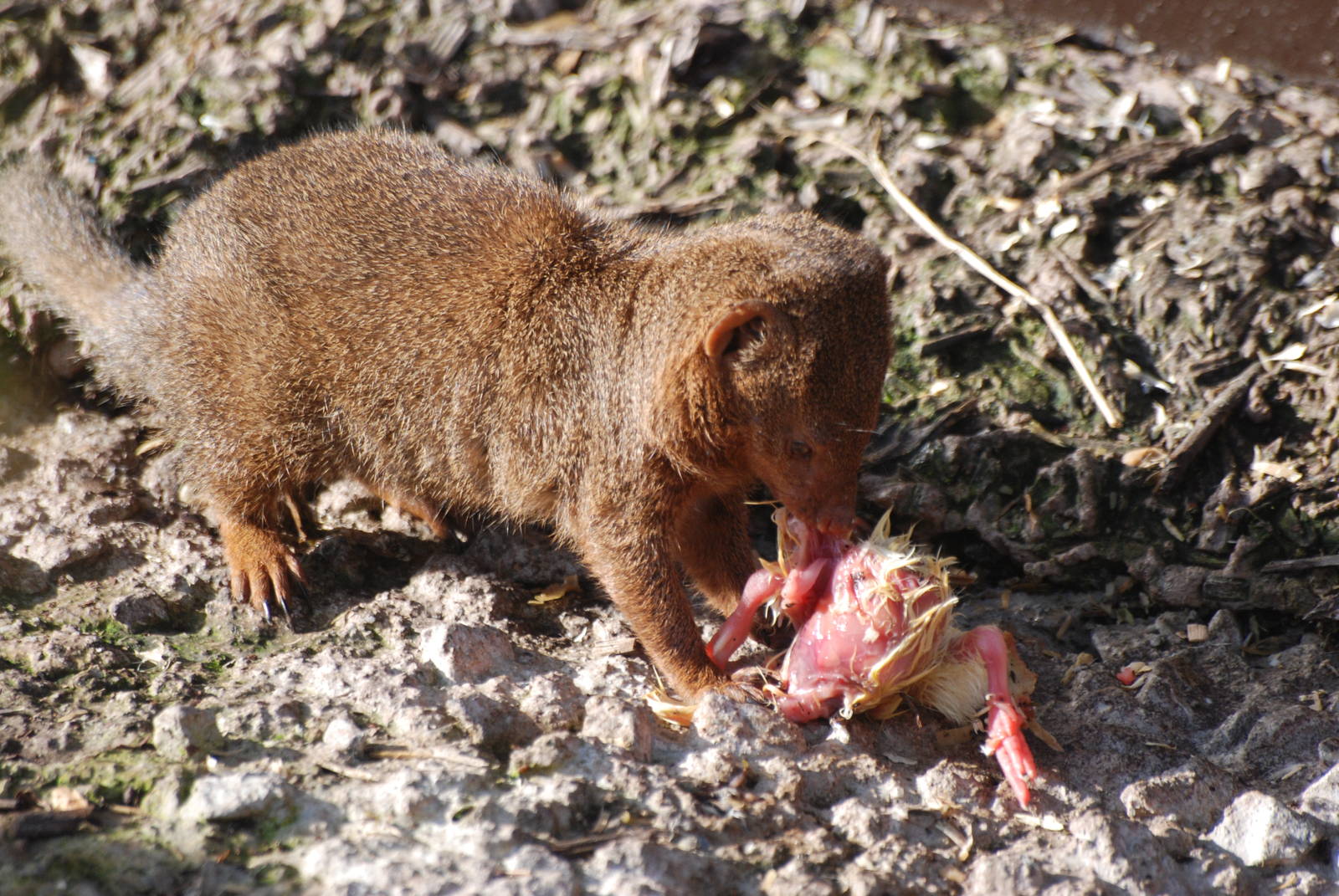 Dwarf Mongoose at Blackbrook, 28/10/11