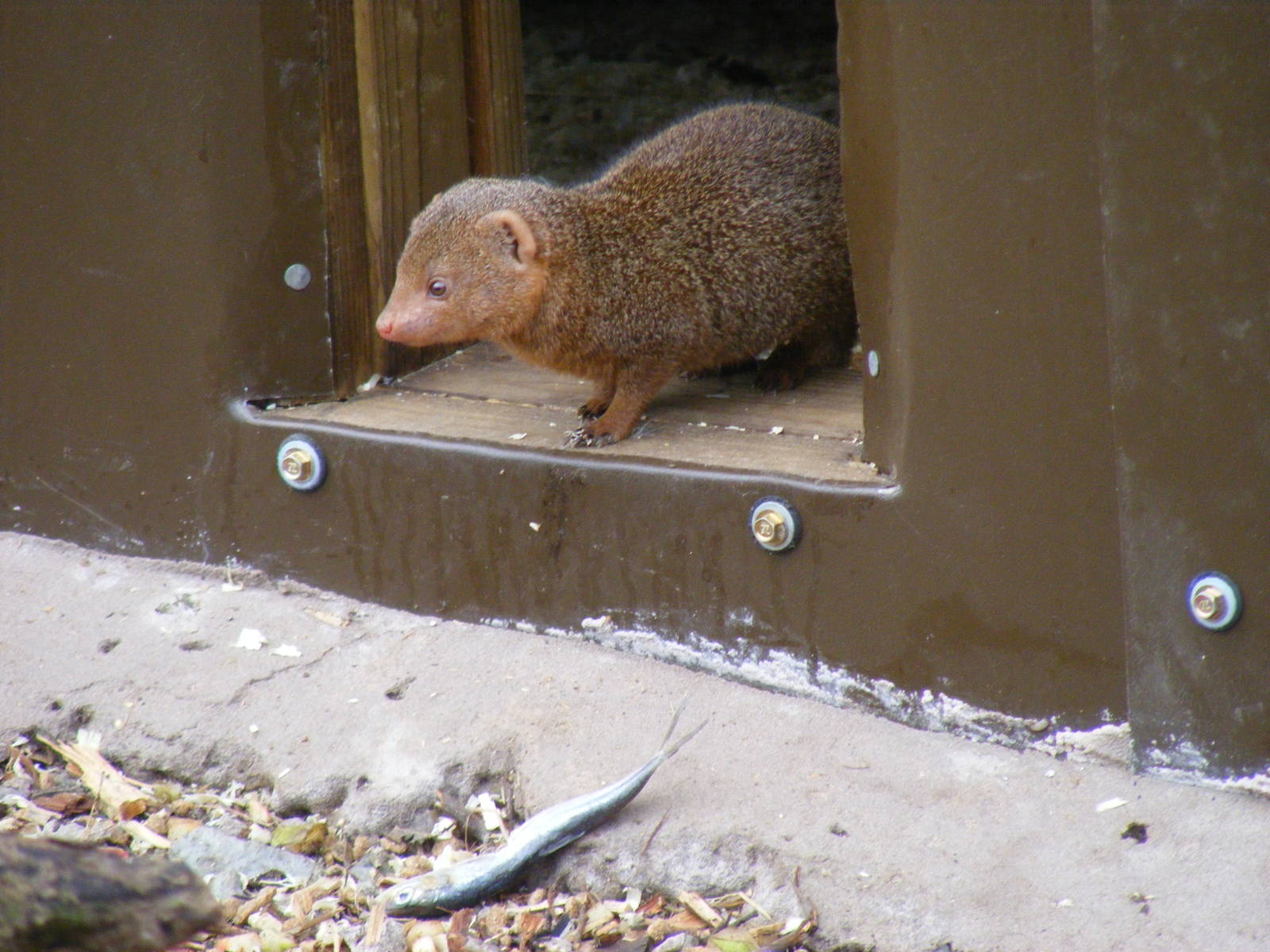 Dwarf mongoose at Blackbrook Zoo, 13 November 2010