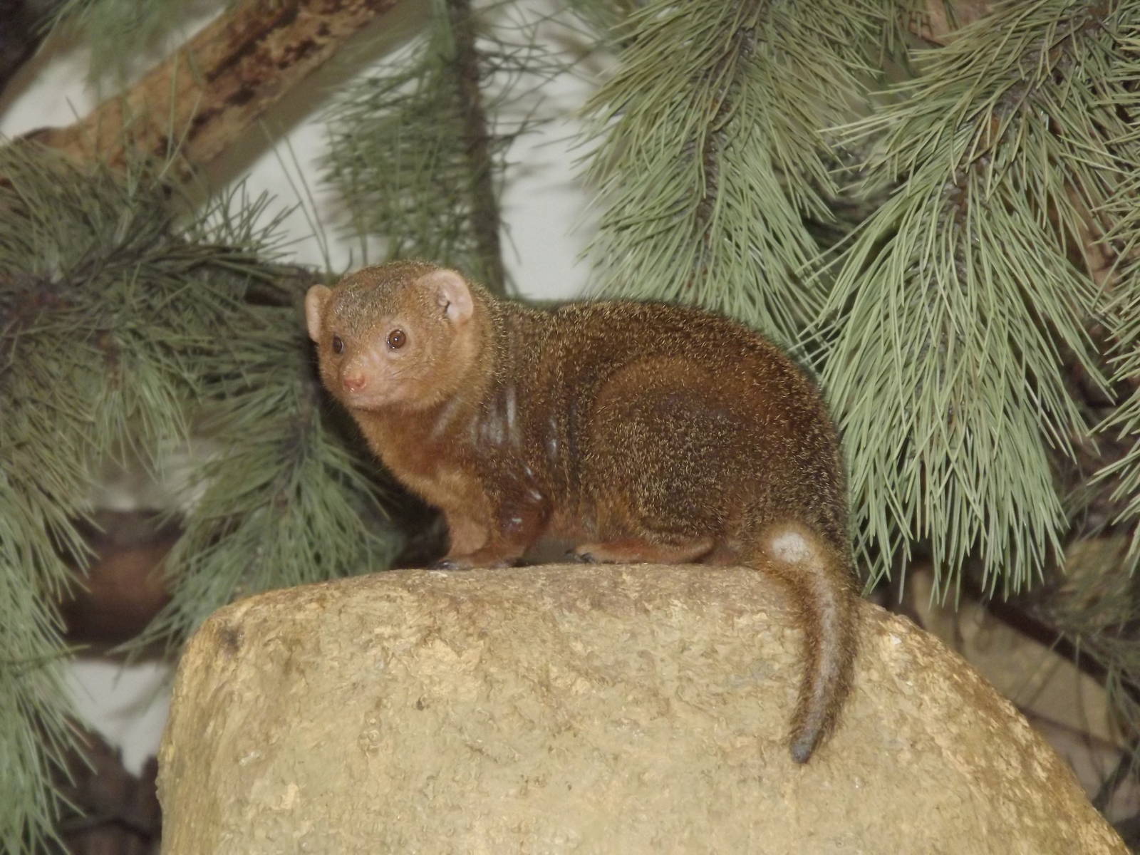 Dwarf Mongoose at Blackpool Zoo 21/04/12
