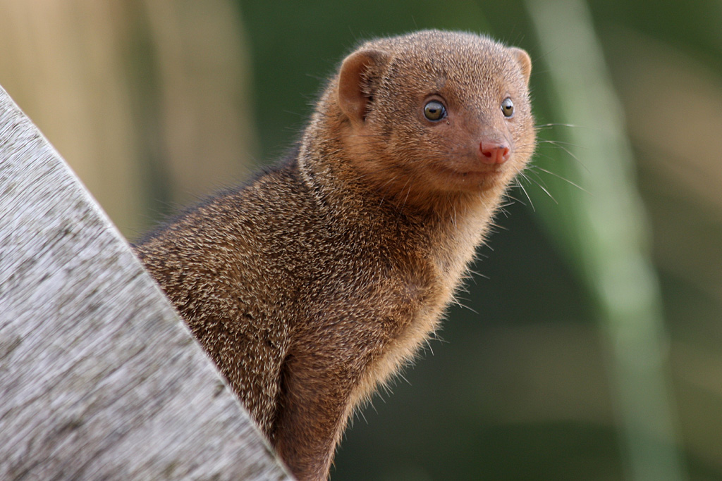 Dwarf Mongoose at Chester, 13/08/2011