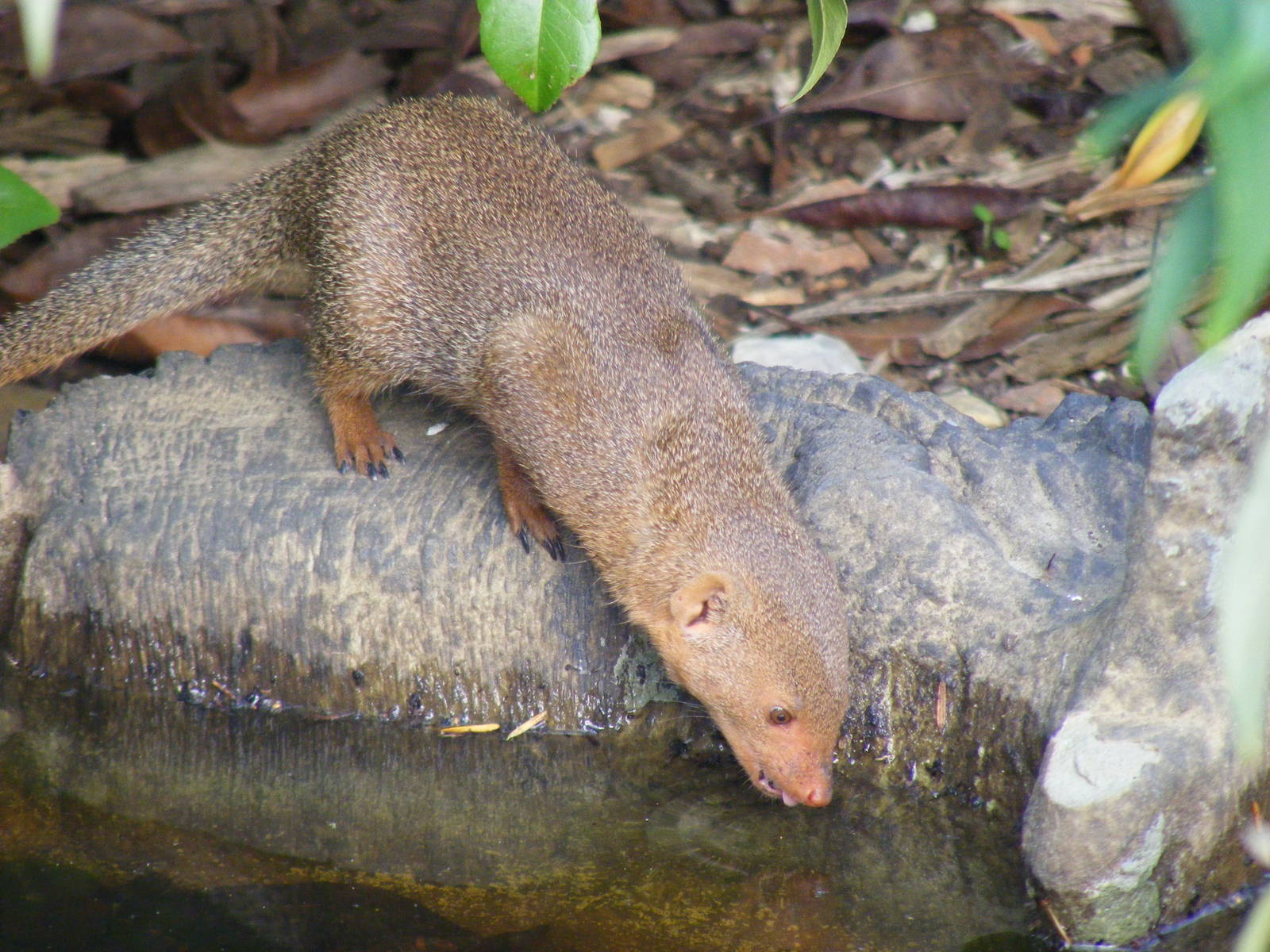 Dwarf mongoose at Marwell Wildlife, 2 September 2010