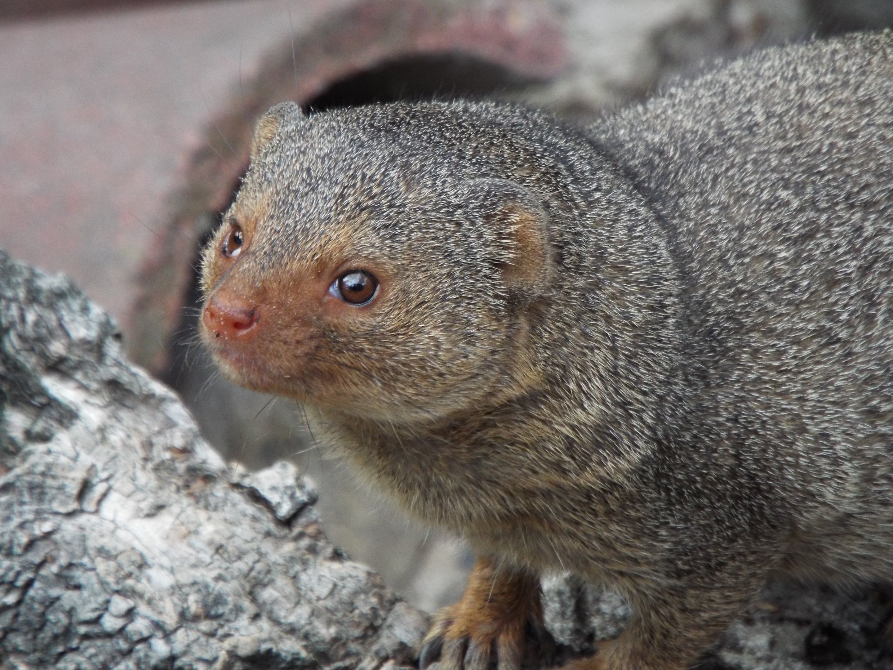 Dwarf Mongoose - Axe Valley