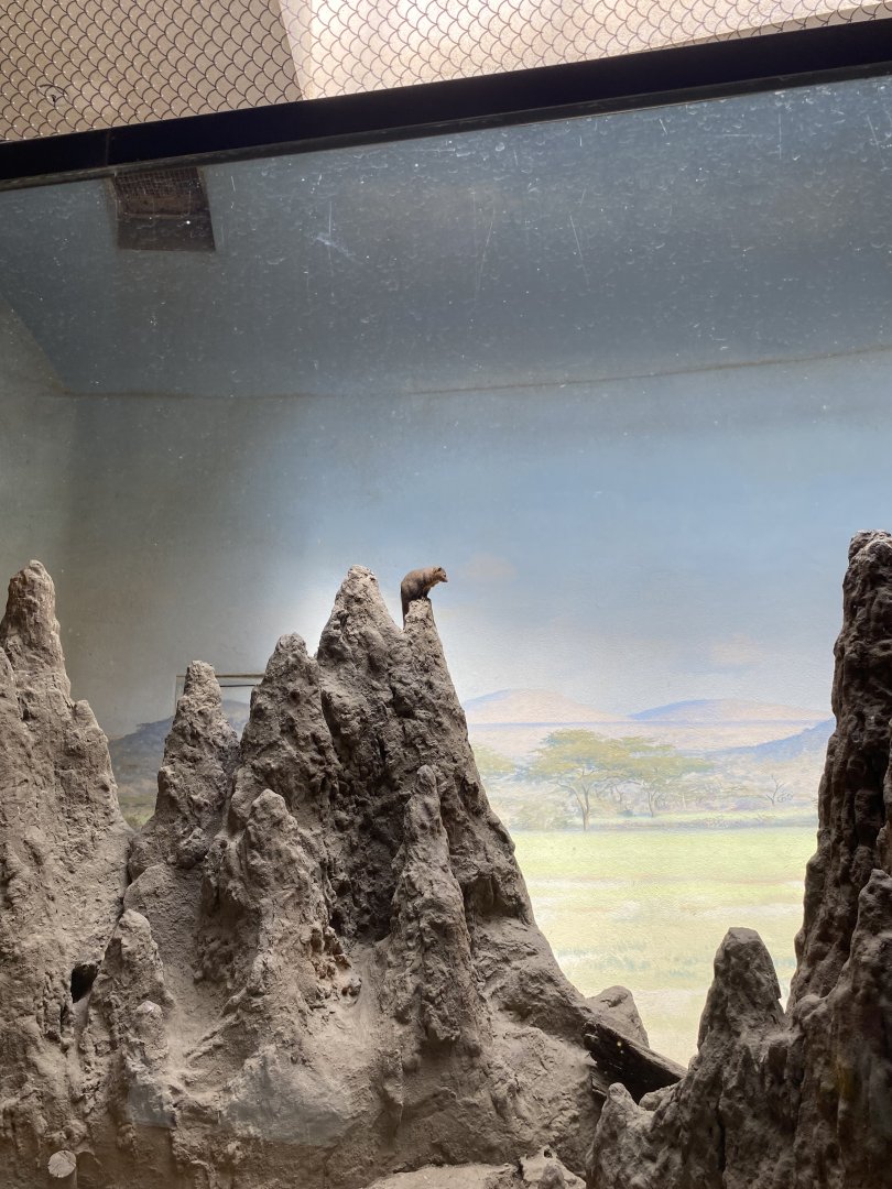 Dwarf Mongoose - Bronx Zoo