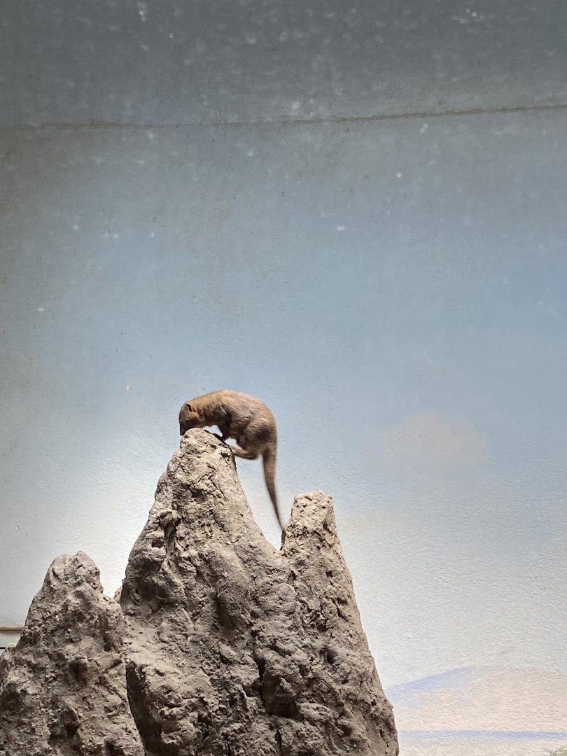 Dwarf Mongoose - Bronx Zoo