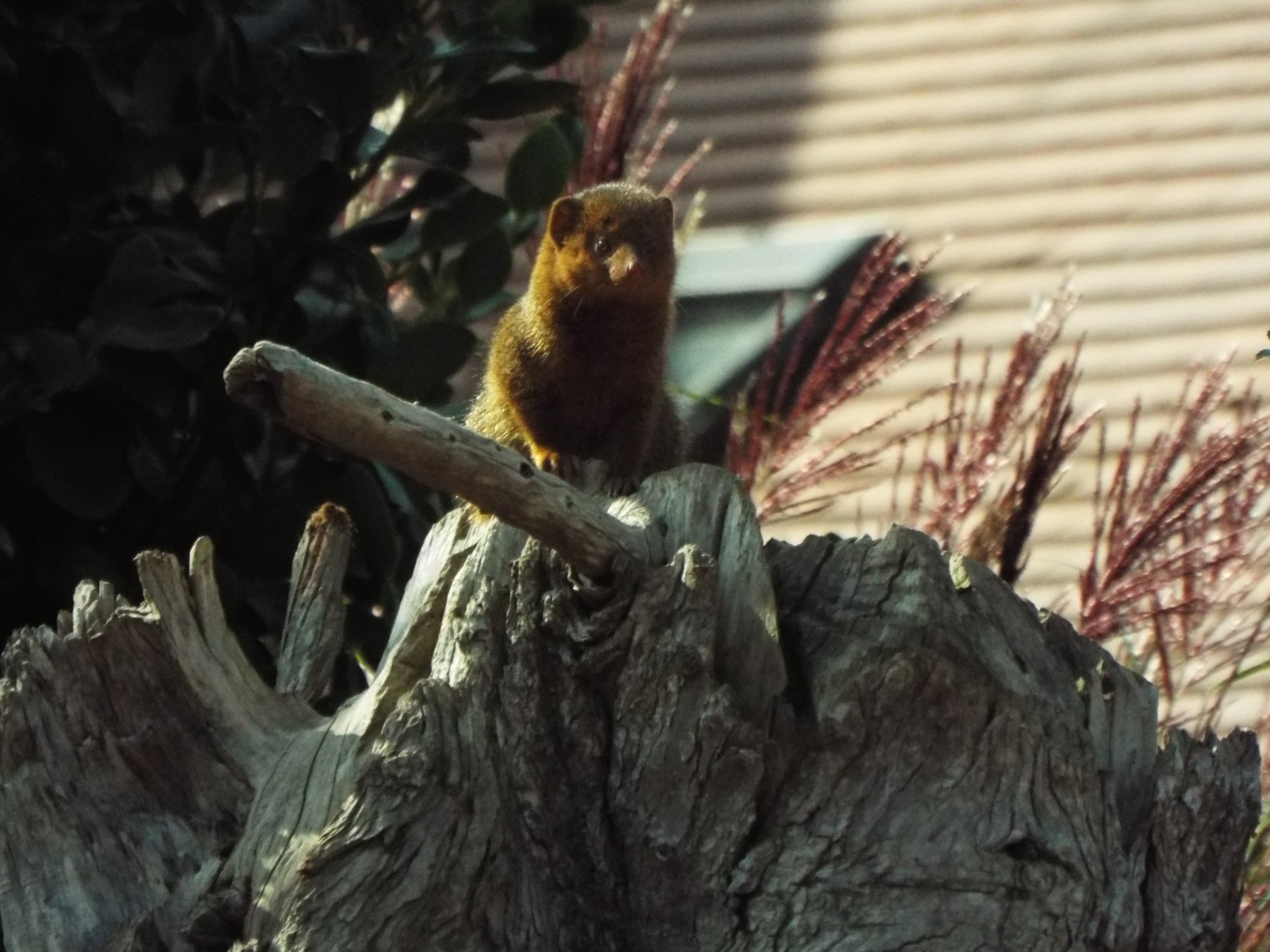 Dwarf Mongoose, Chester Zoo
